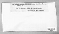 Lecidea albescens image